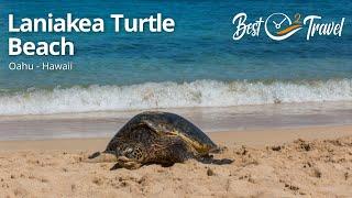 Laniakea Turtle Beach - Watch Basking Turtles in Oahu Hawaii