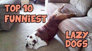 TOP 10 OF THE LAZIEST DOGS OF ALL TIME