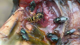 Vespula maculifrons   EASTERN YELLOWJACKET devours one fly, while others ignore.  3025887