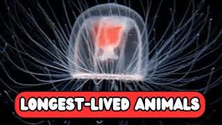 Top 10 Animals With the Longest Lifespans | Nature’s Incredible Survivors | UZR Tube