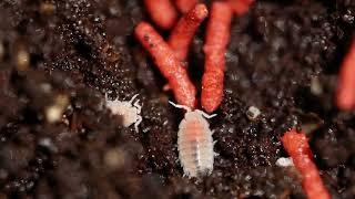 Dwarf white isopod(Trichorhina tomentosa)