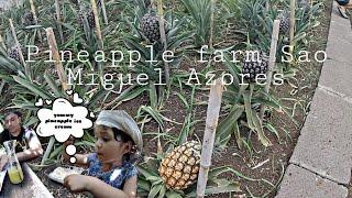 Pineapple farm Sao Miguel Azores