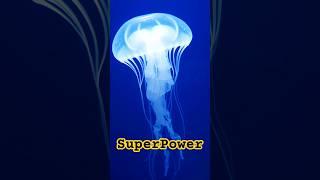 The Science Behind Immortal Jellyfish & Animal Superpowers