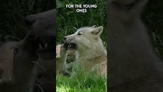 From Helpless to Hunters : "The Journey of Wolf Pups |Paws on the Planet