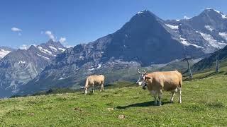 4K Cows in the Swiss & Italian Alps