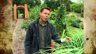 Asian Vegetable Garden