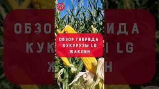 Обзор гибрида кукурузы LG Жаклин #lg_seeds_russia #лимагрен #кукуруза #сельскоехозяйство