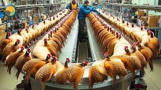 How Farmers Raise Pheasant Farm Produces Million Birds For Game | Farming Documentary