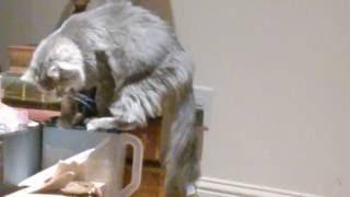 Pippin the cat vs. the food