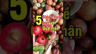 5 Điều Chưa Biết Về Quả Mận – Trái Cây Mùa Hè Tốt Cho Sức Khỏe | Đức Phương Medical