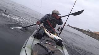 Sea lions versus Corvina (Kayak fishing)