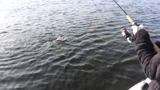 March Titusville Indian River Fishing Report with Jamie Glasner