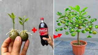 NEW ADVANCED TECHNIQUE uses Coca-Cola to propagate Lemon trees to produce fruit quickly