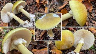 Grüner Knollenblätterpilz, Amanita phalloides | Grüner Wulstling, Giftchampignon, Giftgrünling