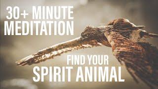 Meditations for Beginners | 30+ Minute Guided Meditation to Relax, and Find Your Spirit Animal