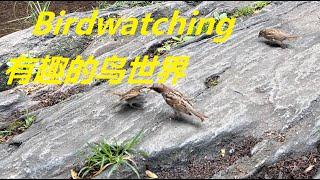 Birdwatching Part 4 / Zhenzhen Projects # 201