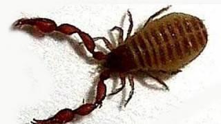 Pseudoscorpion Zoology (Ireland)