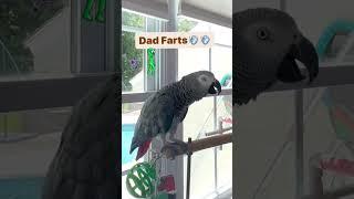 попугайчики️ #попугай #попугайчики #смешноевидео #топ #мем #parrot #parrotsound #parrottalking