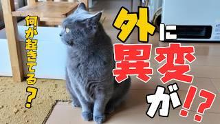 猫がストレスを溜めないか心配…猫と暮らす家に環境の変化が起きました！