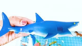 enjoy all kinds of animals | ocean animals, farm animals, wild animals