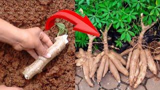 How to Plant Cassava Easy and Fast