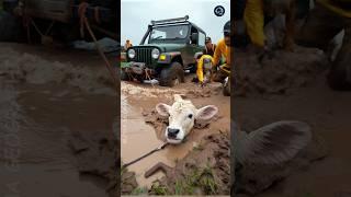 baby calf falls into huge mud saved by his mother #humanity #animals #funny #cartoon