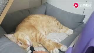 朋友家的橘猫睡着后，不仅翻白眼，呼噜声还震天响