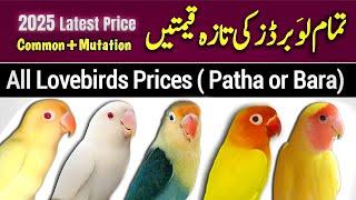 All lovebirds new prices 2025 | love birds price in Pakistan