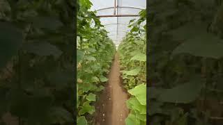 Hıyar serası kontrolü #hıyar #sera #salata #harvesttime #agriculture #tarım #cucumber #ziraat