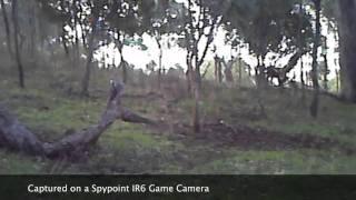 Eagle Attacks Kangaroo.mov