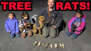 Tree Climbing Rats Infest Apple Orchard!