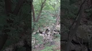 천년을 넘게 살고있는 은행나무 용문산 계곡 맑은물 덕분 아닌가 싶습니다