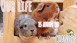 Exciting Guinea Pig Life Update | Guinea Pigs Are Moving