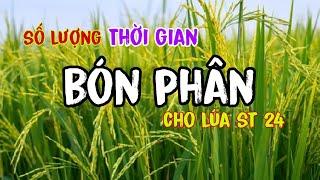 Số lượng và thời điểm bón phân cho lúa st 24 | lê chung vlog