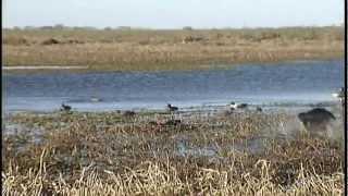 Duck hunting in Argentina by Sunrise Productions