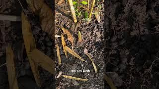 #bamboo #baby #shoots growing our #garden