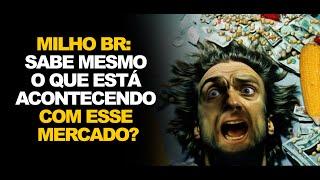 MILHO BR:  SABE MESMO O QUE ESTÁ ACONTECENDO COM ESSE MERCADO?