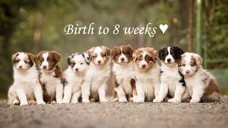 Birth to 8 weeks - australian shepherd puppies 