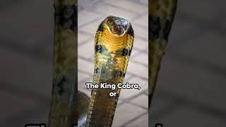 The #kingcobra Facts:  #amazingfacts #factshorts #randomfacts #universeexploration #animals #snakes