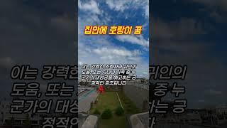 호랑이꿈, 집안에 호랑이 꿈 #꿈해몽 #예언 #예지몽 #호랑이꿈
