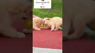 Cute Dogs and Their Furry Friendships   #puppy #dogs #shorts