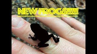 New Frogs!!!