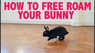 HOW TO FREE ROAM YOUR RABBIT INDOORS! (NO CAGE)