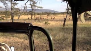 Encounter Mara - Game drive safari | Kenya | Expert Africa