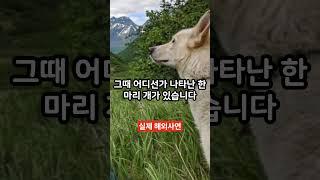 [실화] 절벽 아래로 추락한 여대생… 그녀를 살린 건 한국 진돗개였습니다