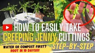 FAST Creeping Jenny Plant Propagation: How To Take Cuttings and ROOT IN 10 DAYS REVEALED!