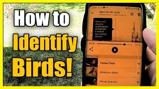 How to Identify Bird Sounds & Chirps with Phone App (Fast Tutorial)