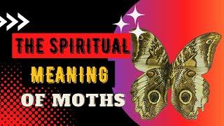 Spiritual Meaning Of Moths Spiritual Meaning Must See!