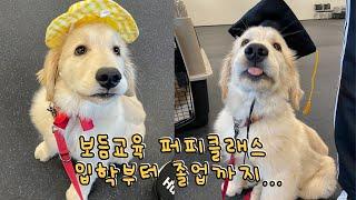 Bodeum Education Puppy Class Admission to Graduation l Golden Retriever Dongseol l Puppy Education