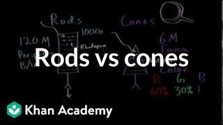 Photoreceptors (rods vs cones) | Processing the Environment | MCAT | Khan Academy